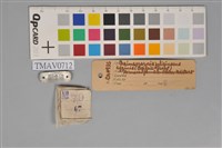 鉛色水鶇藏品圖，第9張